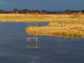 Beautiful golden light at Wheldrake Ings, East Yorkshire