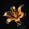 Beautiful golden lily flower isolated on black background close-up, gorgeous floral background, Royalty Free Stock Photo