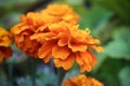 Beautiful golden marigold flower closeup with green leaves Royalty Free Stock Photo