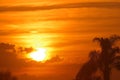 Maui, Hawaii Golden Sunset with Palm Trees Royalty Free Stock Photo