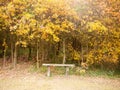 Beautiful golden orange leaves above empty bench peace solitude