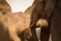 A beautiful golden portrait of an elephant herd taking a dust bath at sunset