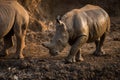 A beautiful golden portrait of a small wet baby white rhino