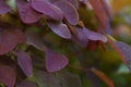 Beautiful golden red nigerian plant leaves