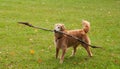 Beautiful Golden Retriever