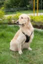 Beautiful golden retriever breed bitch in the park