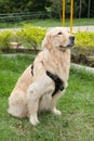 Beautiful golden retriever breed bitch in the park