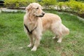 Beautiful golden retriever breed bitch in the park