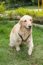 Beautiful golden retriever breed bitch in the park