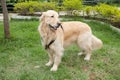 Beautiful golden retriever breed bitch in the park