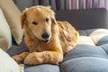 Beautiful golden retriever chewing his tasty rawhide bone on sofa Royalty Free Stock Photo