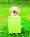 Beautiful Golden Retriever dog is holding a green shopping bag Royalty Free Stock Photo