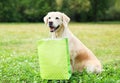 Beautiful Golden Retriever dog holding green shopping bag in teeth on grass in summer Royalty Free Stock Photo