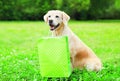 Beautiful Golden Retriever dog is holding a green shopping bag in the teeth on a grass on summer day Royalty Free Stock Photo