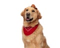 beautiful golden retriever dog looking up and panting while wearing hat and bandana Royalty Free Stock Photo