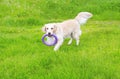 Beautiful Golden Retriever dog playing with rubber toy Royalty Free Stock Photo