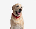 beautiful golden retriever dog with red bandana looking away and panting Royalty Free Stock Photo