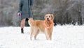 Beautiful Golden Retriever Dog Running And Playing With Owner Girl On A Snow Royalty Free Stock Photo