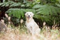 A beautiful Golden Retriever dog sitting on the grass with a fern tree behind him.