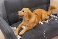 Beautiful golden retriever dog smiling and playing tissue papers on sofa Royalty Free Stock Photo