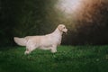Beautiful golden retriever dog stands in park Royalty Free Stock Photo