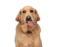 beautiful golden retriever dog sticking out tongue and panting Royalty Free Stock Photo