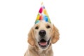 beautiful golden retriever dog wearing a birthday hat Royalty Free Stock Photo