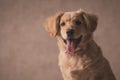 Beautiful golden retriever dog wearing bowtie and sticking out tongue Royalty Free Stock Photo