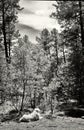 Beautiful Golden Retriever: Gila National Forest