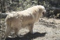 Beautiful Golden Retriever: Gila National Forest