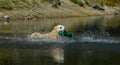 Beautiful Golden Retriever jumping into the Water of a Lake, going for a Dummy Royalty Free Stock Photo