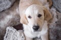 Female golden retriever puppy dog with innocent look in eyes