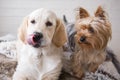 Female golden retriever puppy dog with female Yorkshire Terrier Royalty Free Stock Photo