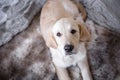 Female golden retriever puppy dog with innocent look in eyes