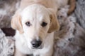 Female golden retriever puppy dog with innocent look in eyes