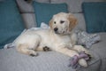 Beautiful Golden Retriever puppy playing on couch with rope toy Royalty Free Stock Photo