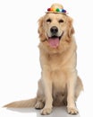 beautiful golden retriever puppy sticking out tongue while wearing tassels cap Royalty Free Stock Photo