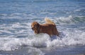 Beautiful golden retriever pushes through the surf at dog beach