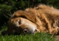 Beautiful golden retriever sleeping Royalty Free Stock Photo
