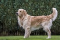 Beautiful golden retriever in a wonderful pose with tail and head high in family garden