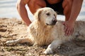 Happy dog labrador enjoy playing on beach with owner. Royalty Free Stock Photo