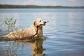 Happy labrador enjoy playing on beach with owner. Royalty Free Stock Photo