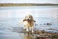 Happy labrador enjoy playing on beach with owner. Royalty Free Stock Photo