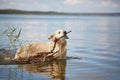 Happy labrador enjoy playing on beach with owner. Royalty Free Stock Photo