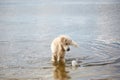 Happy labrador enjoy playing on beach with owner. Pet concept. Royalty Free Stock Photo