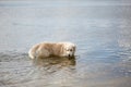 Happy labrador enjoy playing on beach with owner. Pet concept. Royalty Free Stock Photo