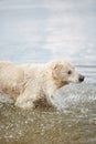 Happy labrador enjoy playing on beach with owner. Pet concept. Royalty Free Stock Photo