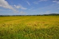 Beautiful golden rice field with trees and mountain background under blue sky Royalty Free Stock Photo