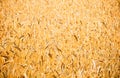 Beautiful Golden Rye field Background, selective focus Royalty Free Stock Photo
