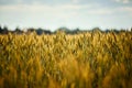 Beautiful golden rye field at sunset in summer Royalty Free Stock Photo